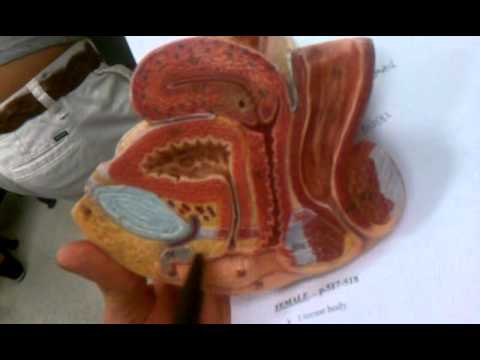 Female reproductive system internal structures - YouTube