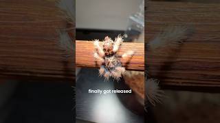 New Pet Spider