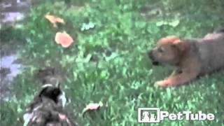 Puppys First Lesson About Cats - Pettube