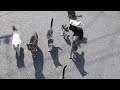 藍島の猫たち