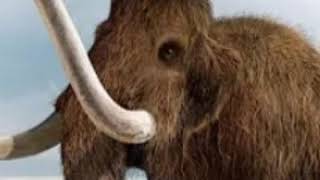 Woolly Mammoth Trumpet