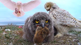 Snowy Owls: Endless feeding of growing chicks!
