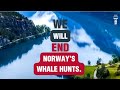 Norway For Whales | Whale and Dolphin Conservation
