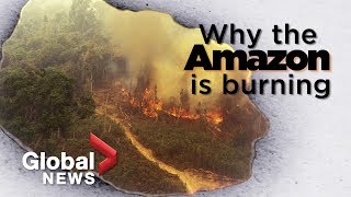 Amazon Forest Fire What It Tells Us About Deforestation
