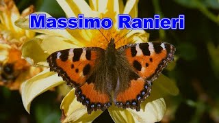 Watch Massimo Ranieri Che Cosa Pazza Lamore video
