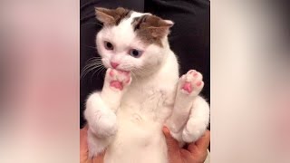 So CUTE and FUNNY, you'll LAUGH REALLY HARD! - Best FUNNY ANIMAL VIDEOS
