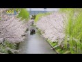 [ 4K Ultra HD ] 京都伏見 十石舟・三十石船と桜 KYOTO FUSHIMI River Cruising in Spring (Shot on RED EPIC)