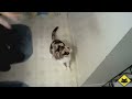 funny animals