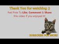 funny animals
