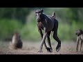 Baboon with Alopecia