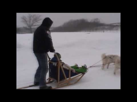 Minnesota Zoo Camp kids driving a team of dogs at the Zoo