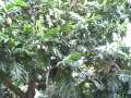 How to Eat Breadfruit RAW and uncooked Ulu