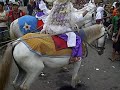 Kuda Joget Satu Lagi Kebudayaan Indonesia images Kuda Joget Satu Lagi Kebudayaan Indonesia