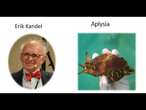 habituation to repeated stimulus at the level of the synapse. Erik Kandel experiment on Aplysia