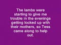 Tess Working Lambs