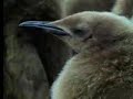 King penguins and their young - David Attenborough - BBC wildlife