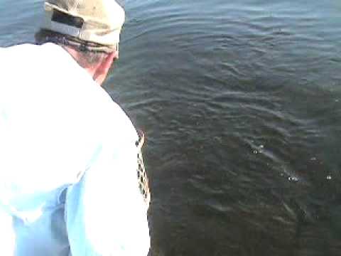 river report arkansas white fishing