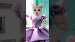 Kucing Cewek I