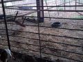 boergoat farming