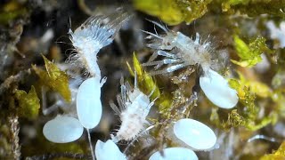 Green Lacewing Eggs Hatching (Aphid Lion)