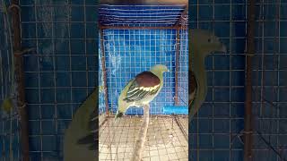 Punaipunayashy-Head Green Pigeon
