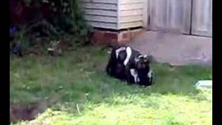 Killer Staffies