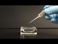 Pulling Fibers from Hagfish Slime Proteins
