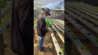 Plantando Alface Na Hidroponia