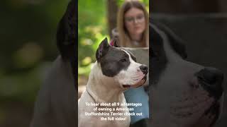 9 Reasons American Staffordshire Terrier - Everything You Need To Know