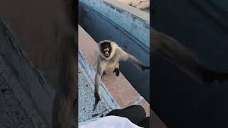 🇮🇳 Benj Vs Monkey #Storror #Parkour