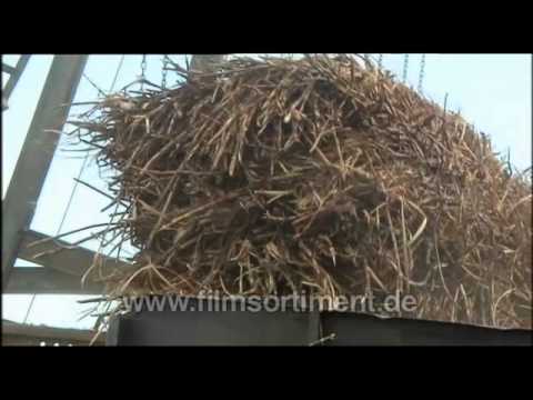 Global Ideas - Nachhaltigkeit weltweit: BRAZIL -- SUGAR CANE englisch (DVD / Vorschau)