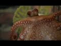 Paul the Octopus is Dead