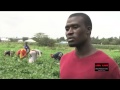 JIFUNZE KILIMO BIASHARA TANZANIA