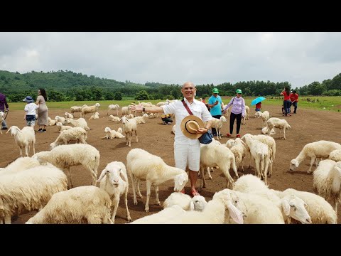 Đồng Cừu Suối Nghệ, bối cảnh thơ mộng cho các nhà làm phim và chụp ảnh cuới