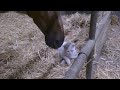chat câlin avec un cheval