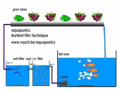 Aquaponics NFT system - YouTube