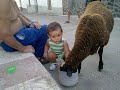 Luis, Daniel y la obeja Paca en el Pueblo de Encinasola.