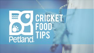 Cricket Food Pet Tip with Phil