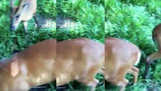 Beautiful Deer Dhaka Zoo Deer In Dhaka Zoo 2021
