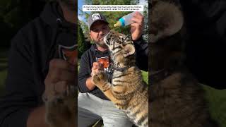 A Man Adopted A Fierce Little Tiger, Its Amazing..