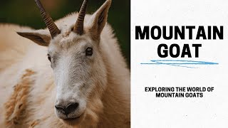 Watch Mountain Goats Heights video