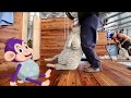 Curious Tots: How wool is made into fabric - from farm to shearing shed to mill | Educational videos