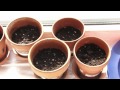 Container Gardening: Season 2 - Week 1: Planting the Seeds