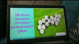 Kelebeği̇n Oluşumu