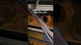 Satisfying Snake Shedding.
