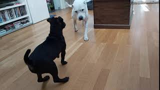 Meet Our Dogs - Patterdale 4 Months Irish Staff 13.5 Years - Bsl Estacado & Samson Bull Terrier