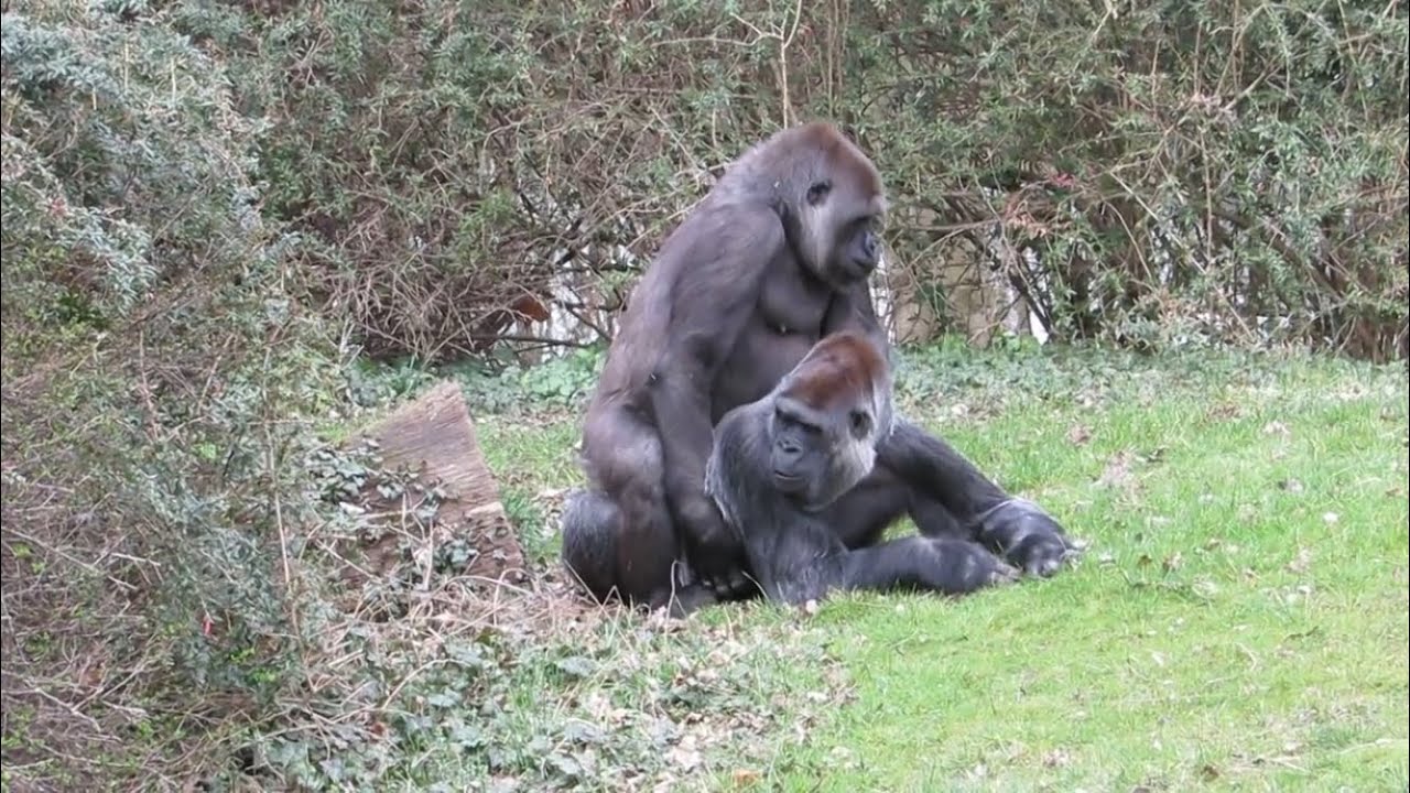 Chimp cock sucking