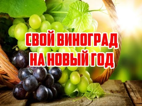 Как сохранить виноград на новый год Как сохранить виноград на новый год