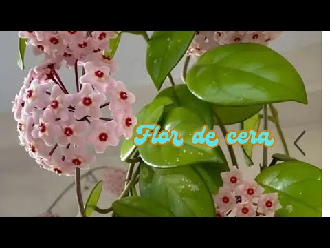 Minha coleção de flor de cera: variedades e curiosidades Minha coleção de flor de cera: variedades e curiosidades