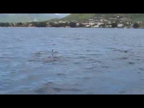 rencontre avec les dauphins antibes